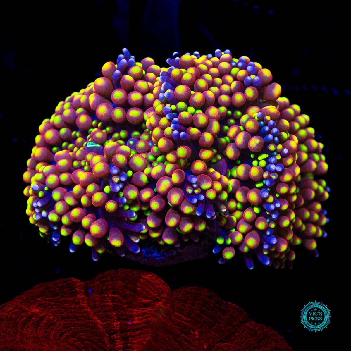 Peachy Keen Ricordea Mushroom - Actinic Photo
