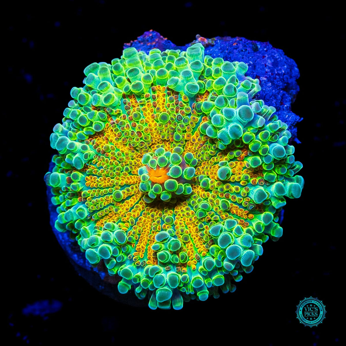 Tropical Sunrise Yuma Mushroom - Actinic Photo