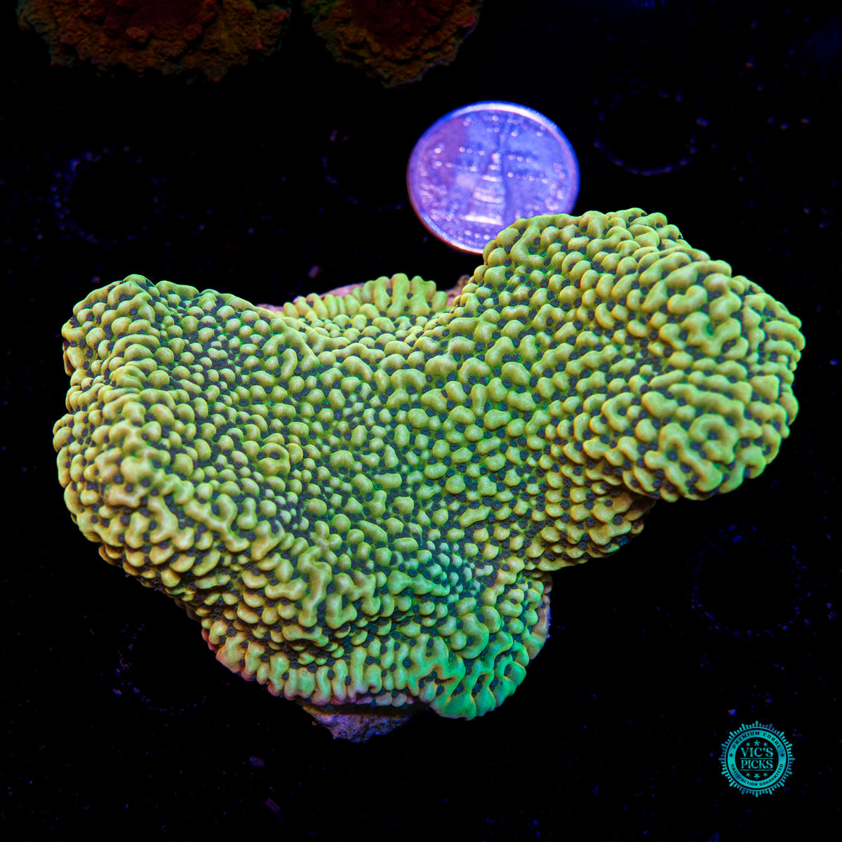 Jason Fox Beach Bum Montipora
