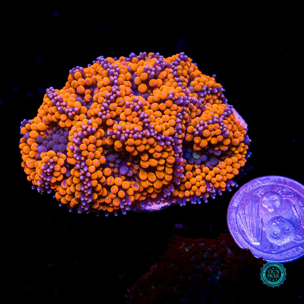 Rainbow Rim Ricordea Mushroom - Daylight Photo