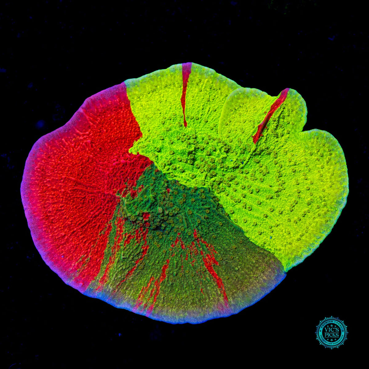 WWC Triple Threat Montipora - Actinic Photo