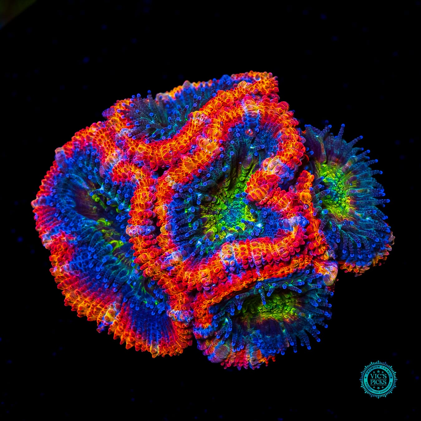 Arkenstone Aussie Lord - Actinic Photo