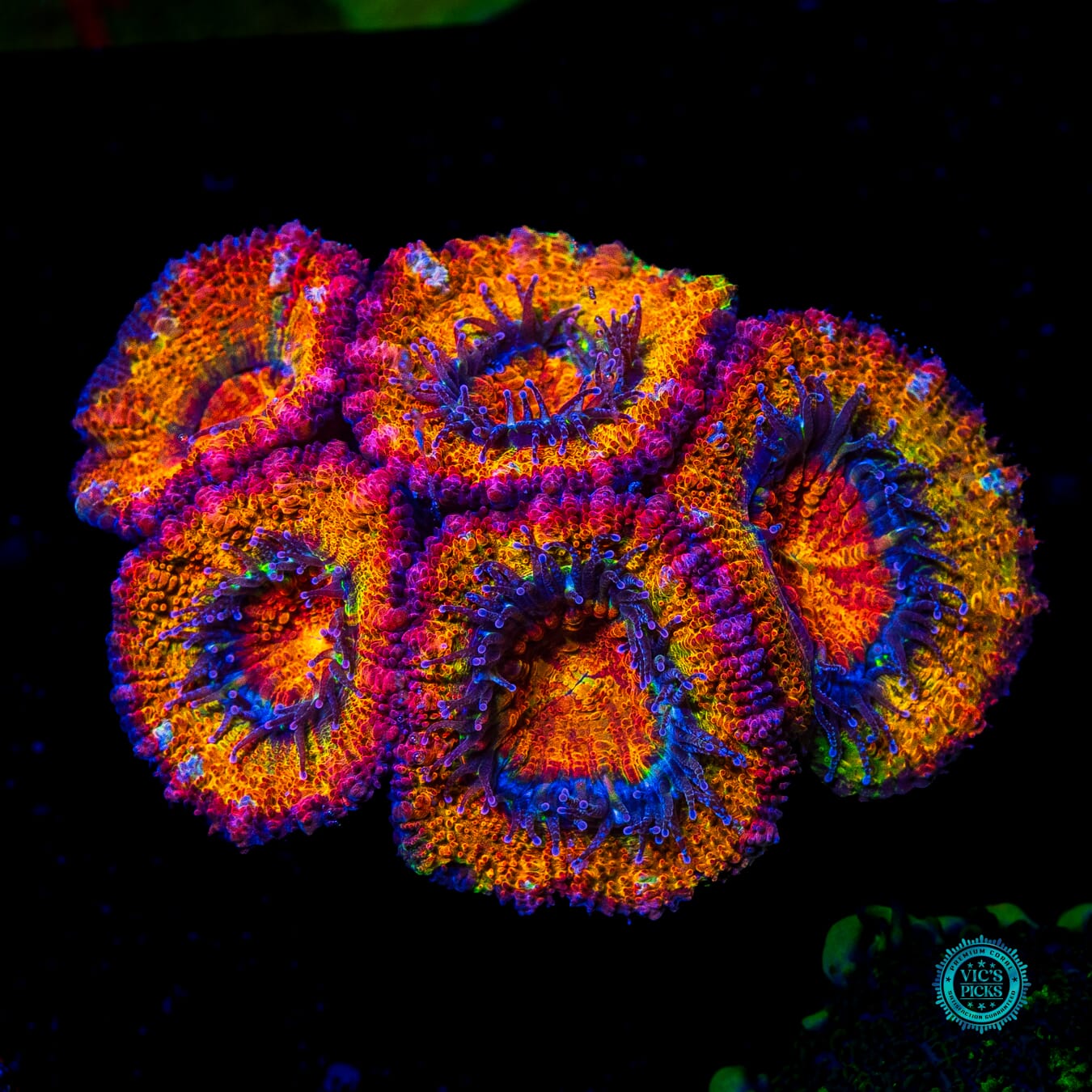 Tangerine Dream Aussie Lord - Actinic Photo