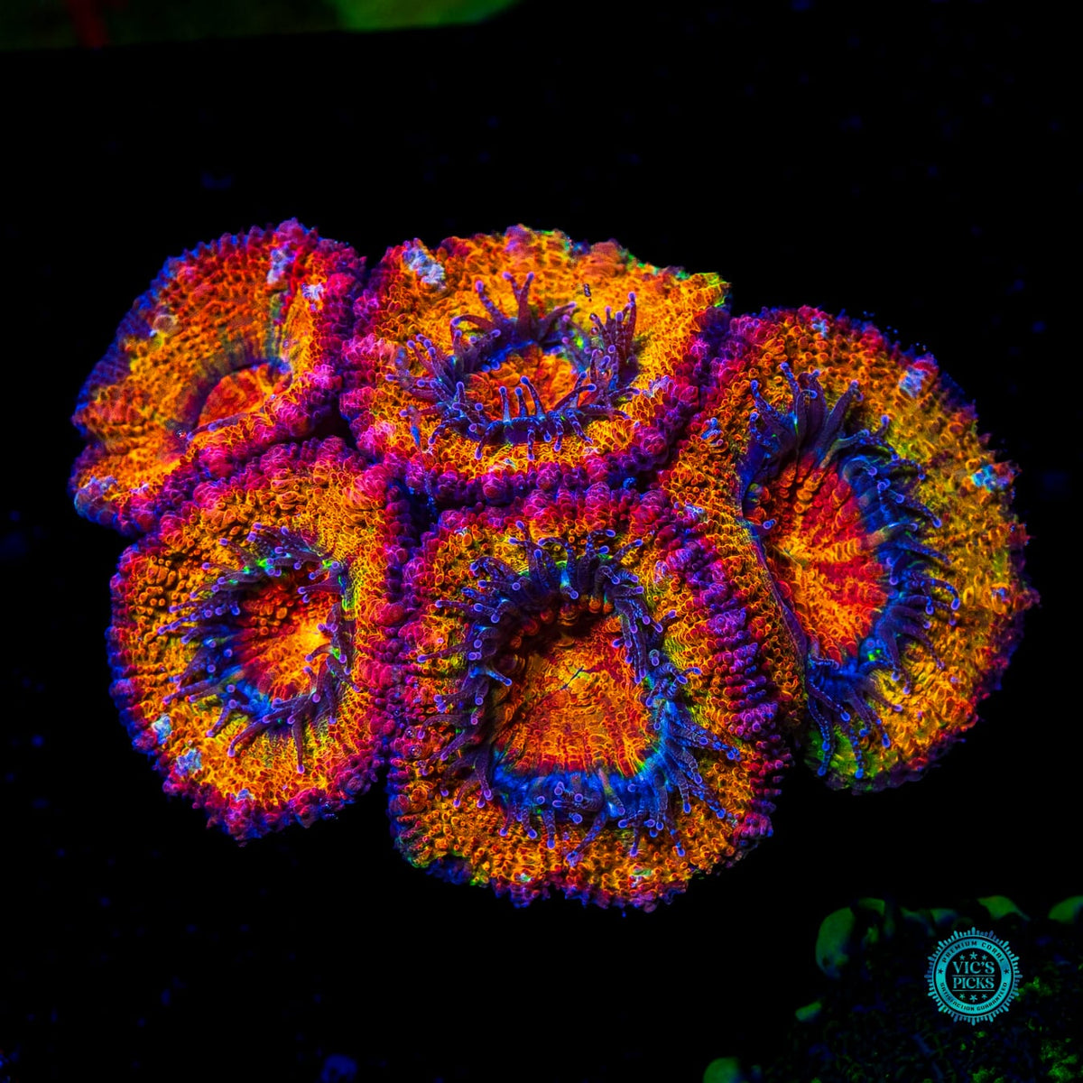 Tangerine Dream Aussie Lord - Actinic Photo