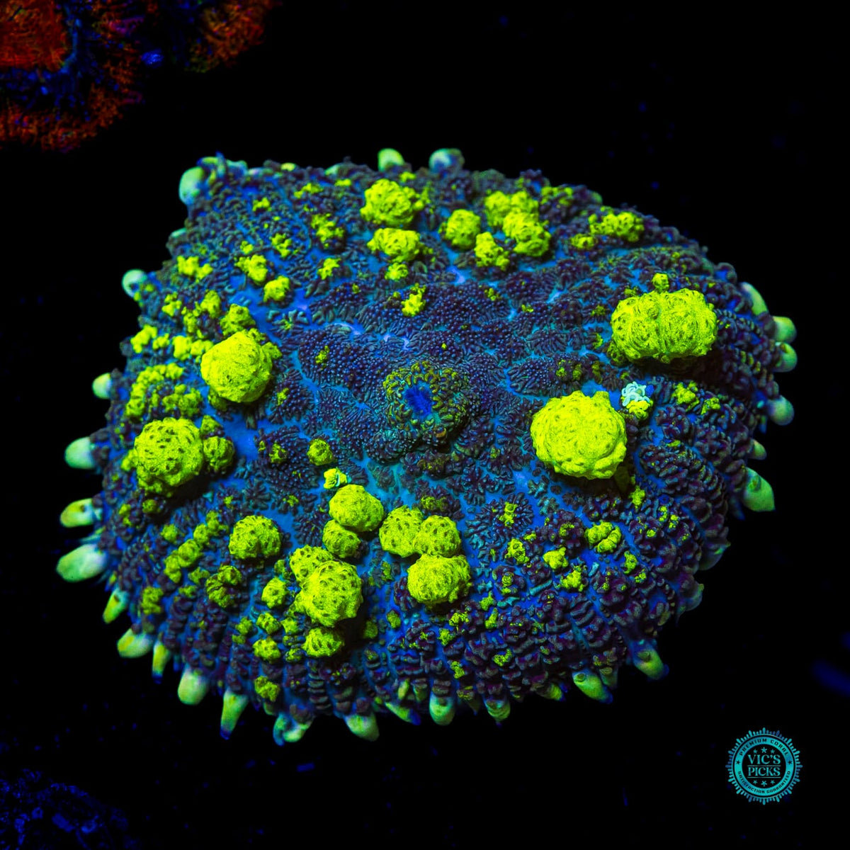 XL WWC Uranium Bounce Mushroom - Actinic Photo