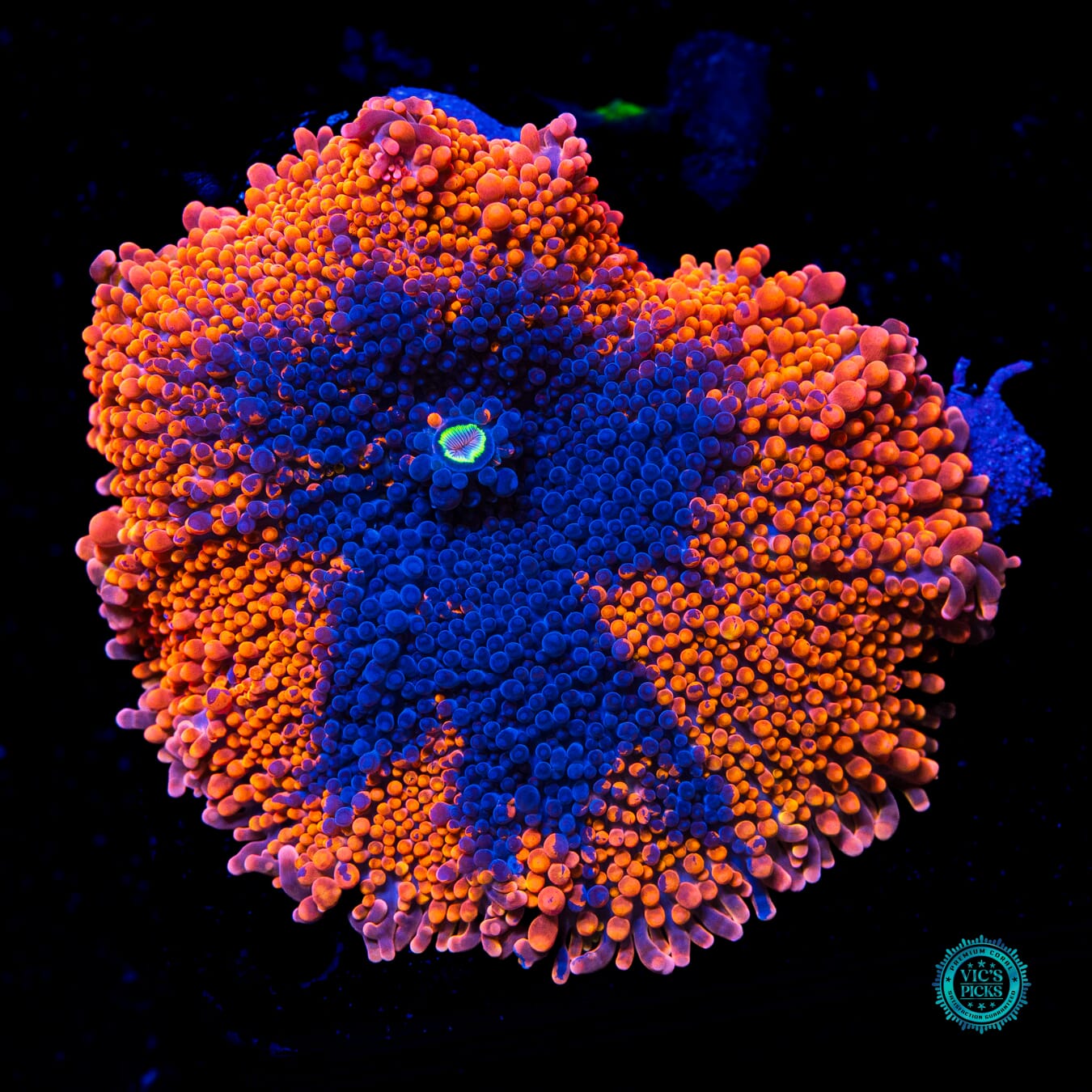 Oil Splash Yuma Mushroom - Actinic Photo