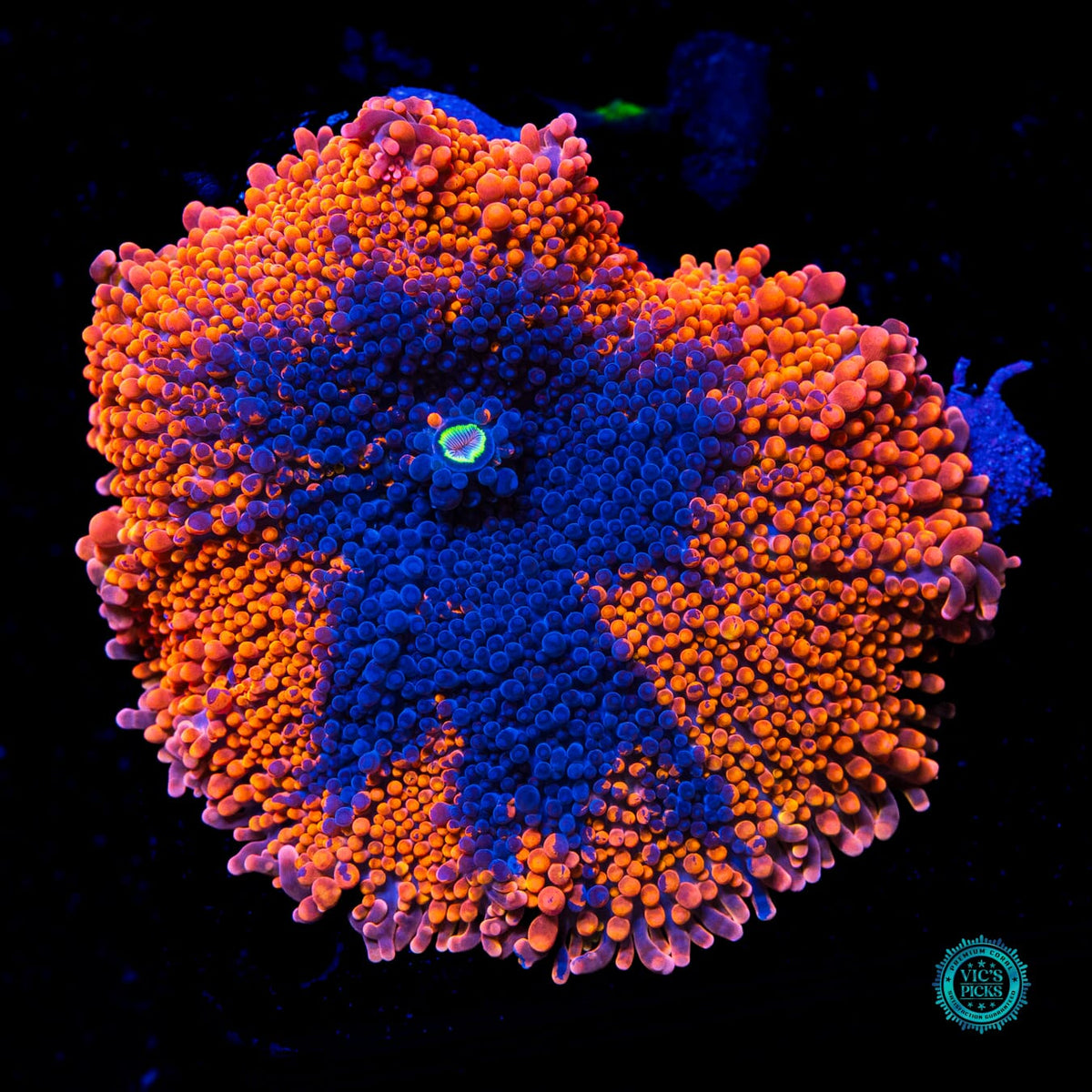 Oil Splash Yuma Mushroom - Actinic Photo