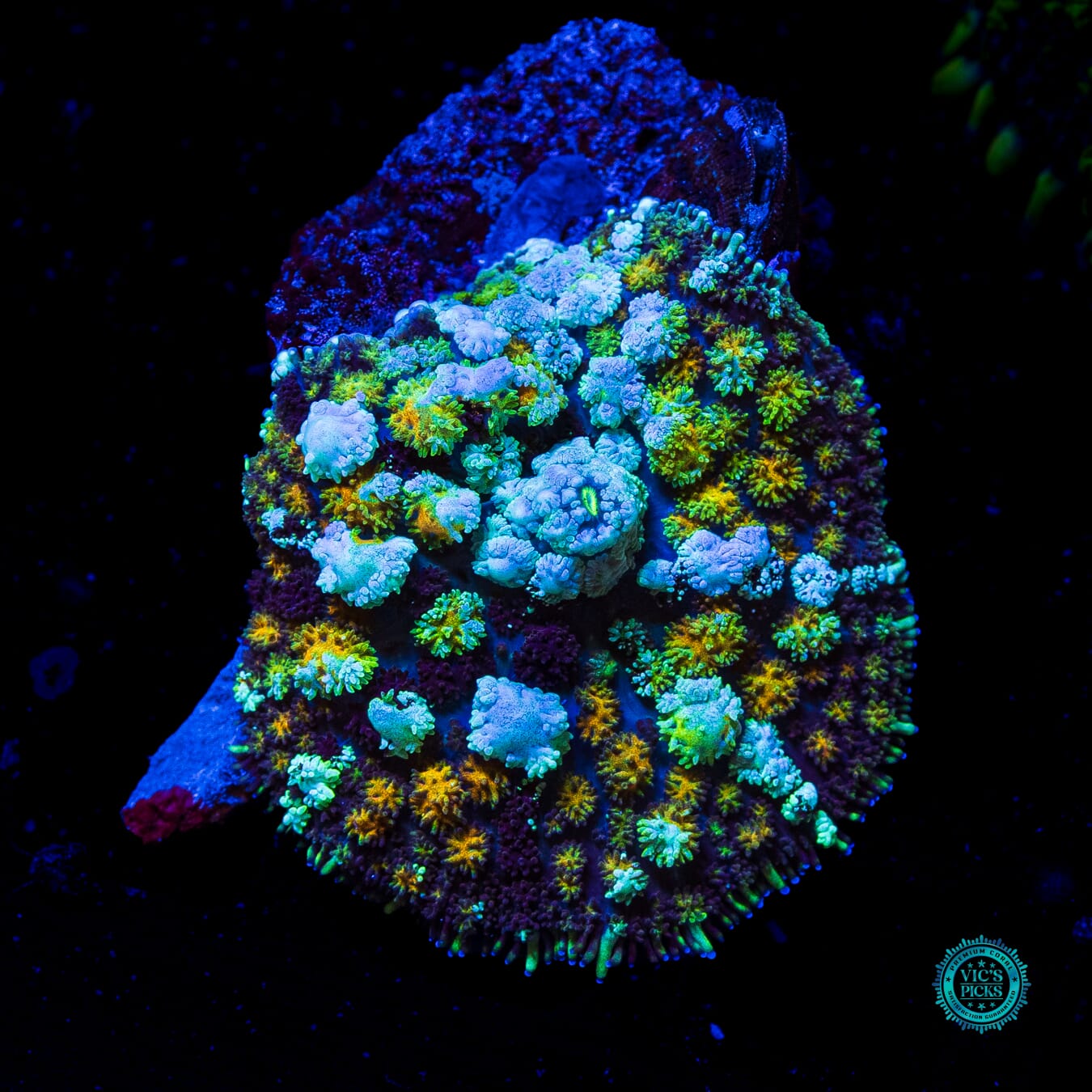 Intergalactic Void Carpet Mushroom - Actinic Photo