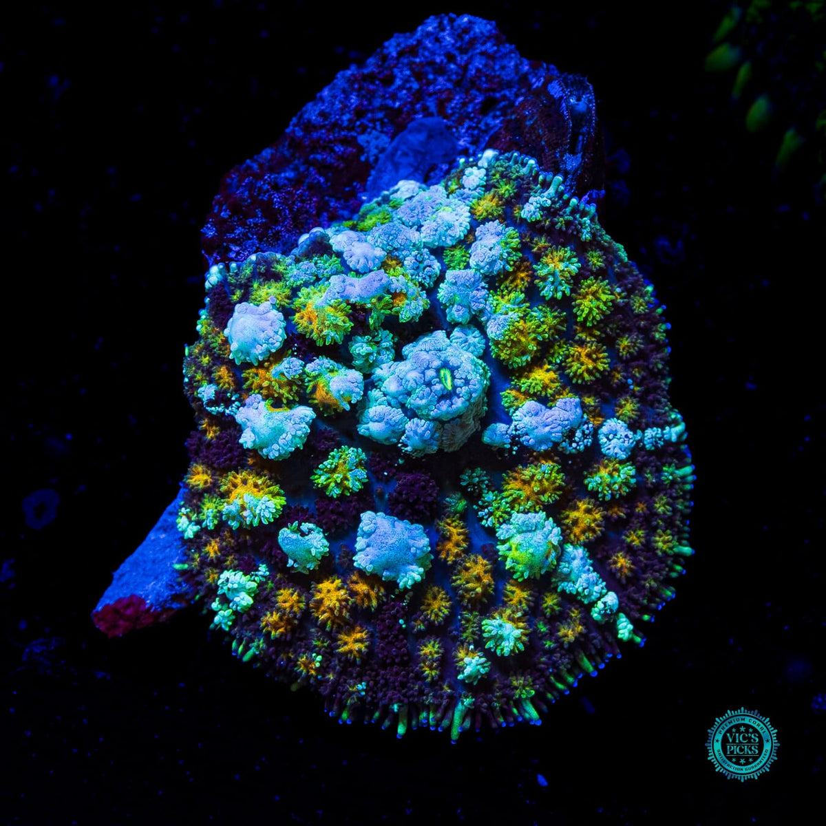 Intergalactic Void Carpet Mushroom - Actinic Photo