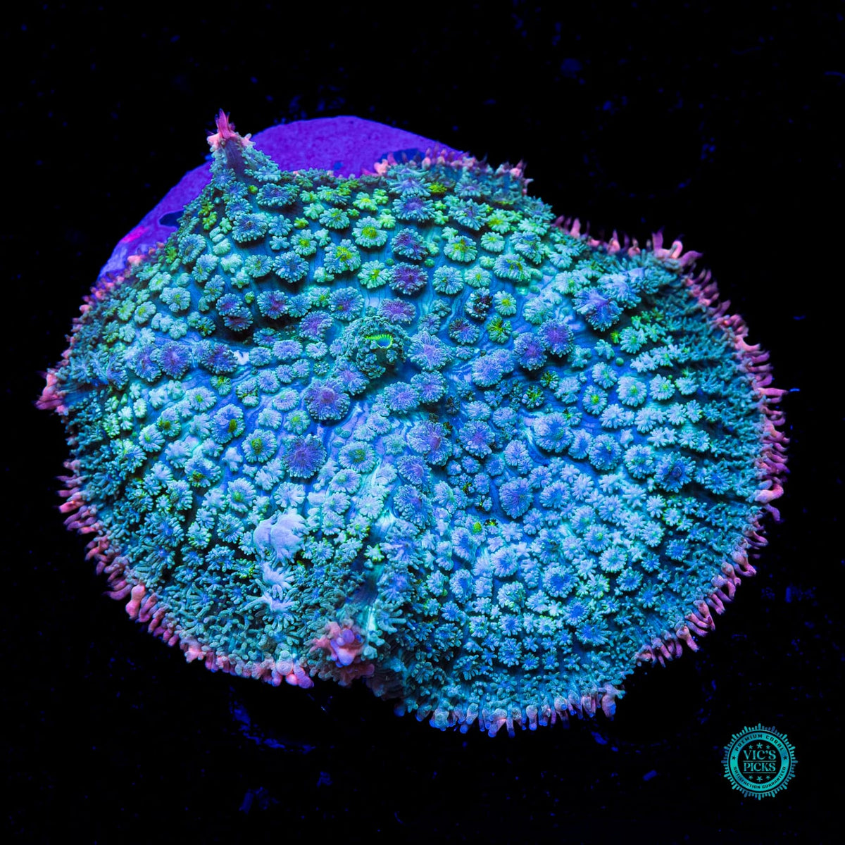 Lost Paradise Carpet Mushroom - Actinic Photo