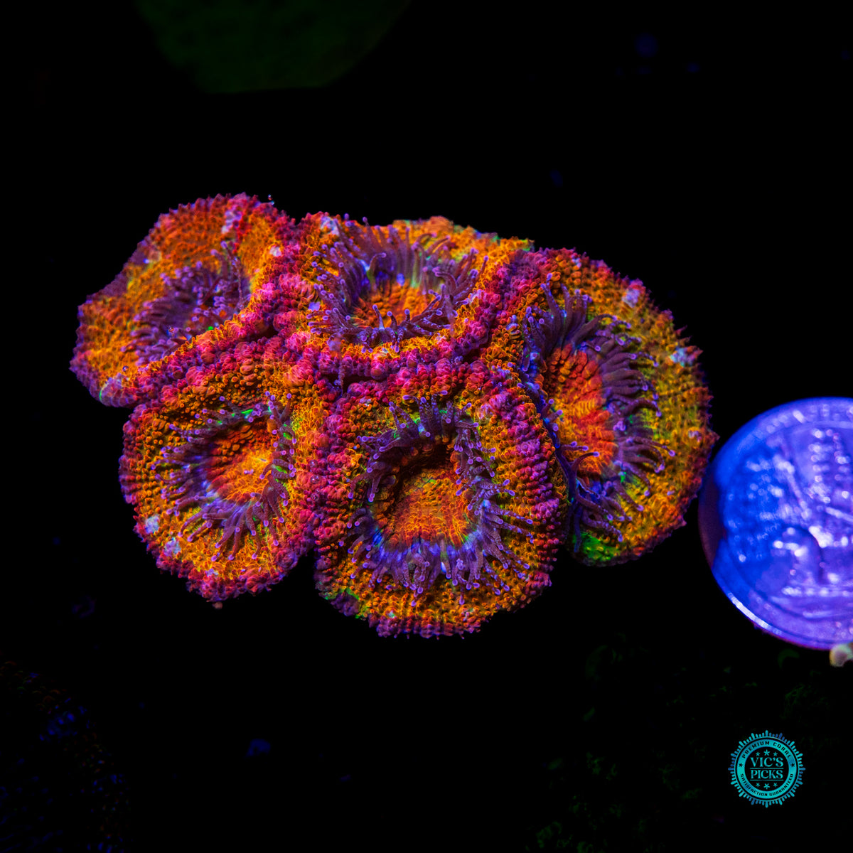 Tangerine Dream Aussie Lord