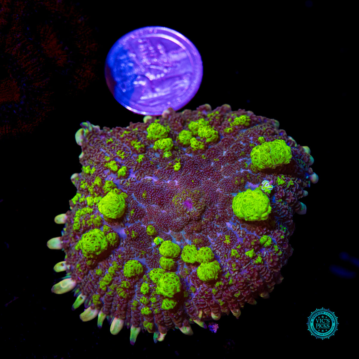 XL WWC Uranium Bounce Mushroom