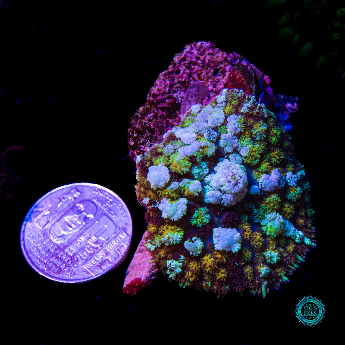Intergalactic Void Carpet Mushroom