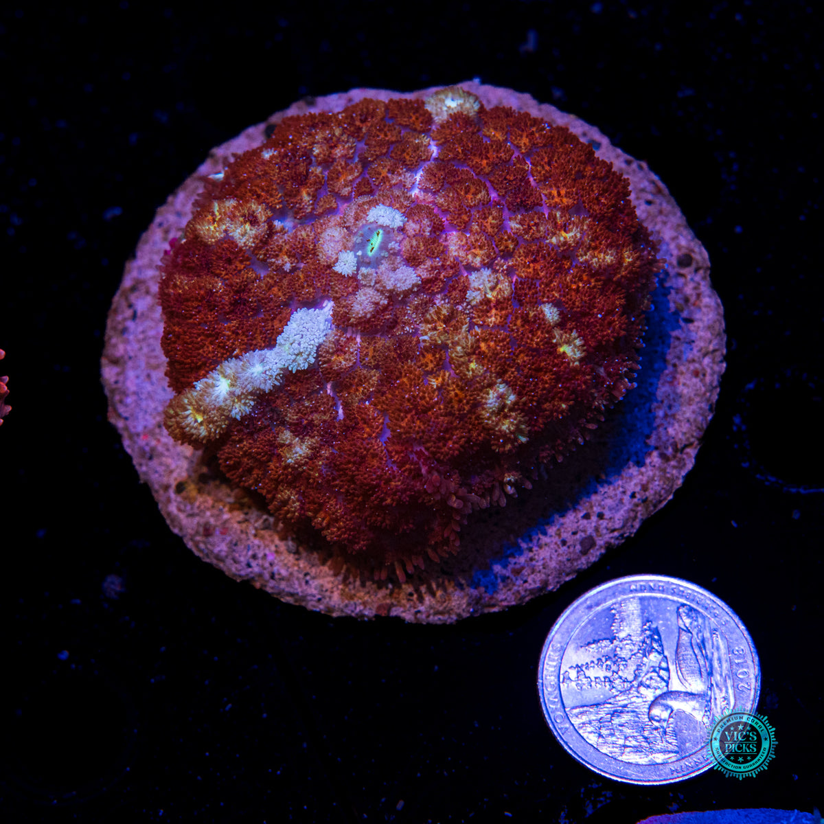 Time Lost Carpet Mushroom