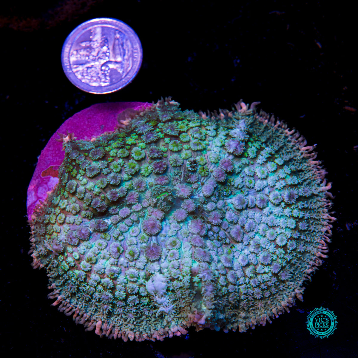 Lost Paradise Carpet Mushroom