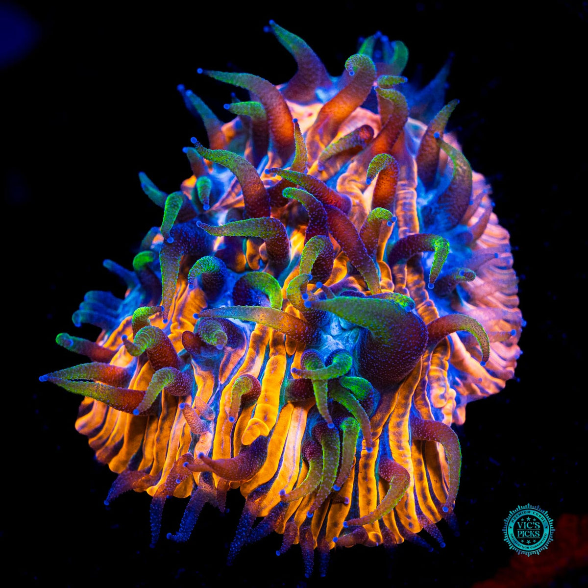 Celestial Storm Plate - Actinic Photo