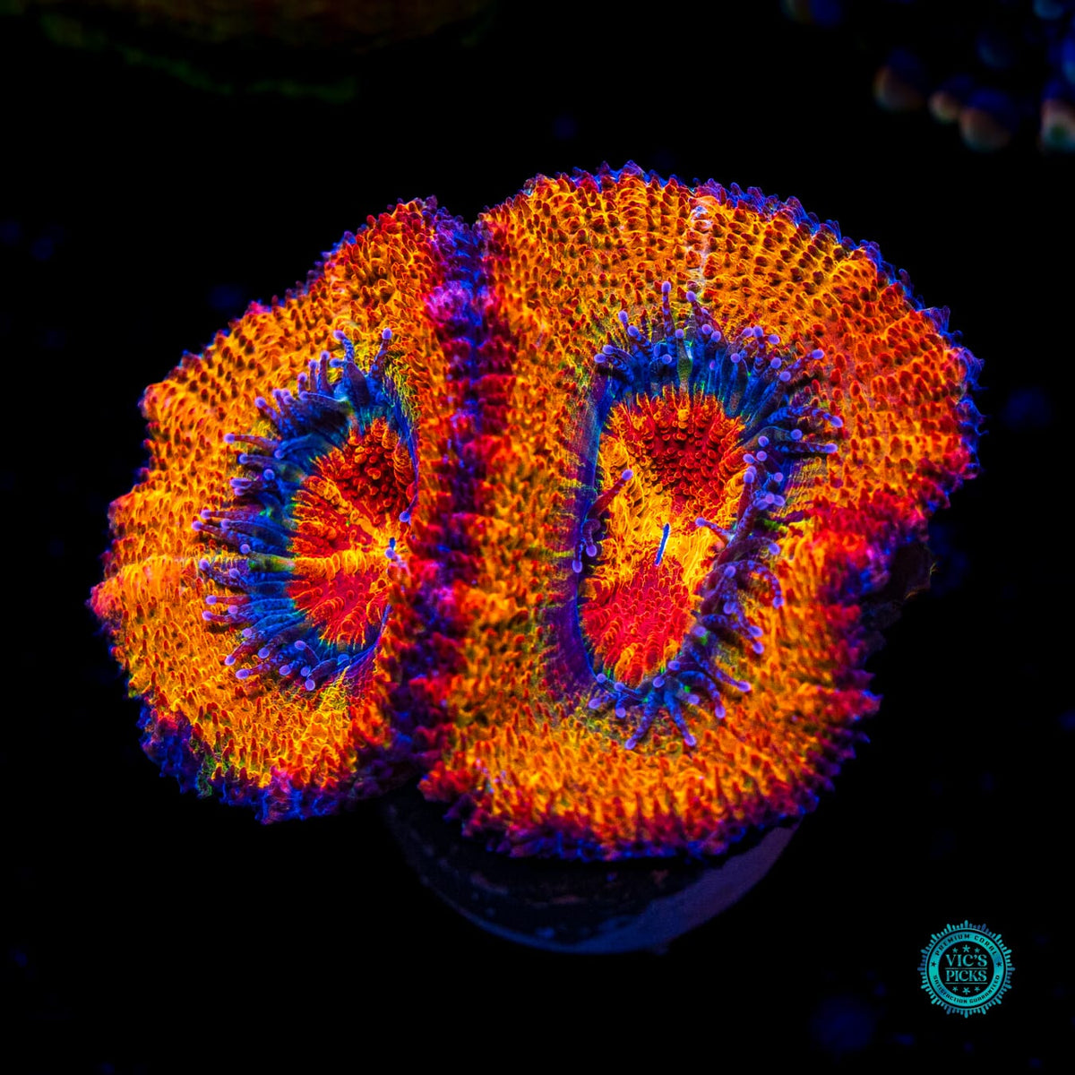 Tangerine Dream Aussie lord - Actinic Photo
