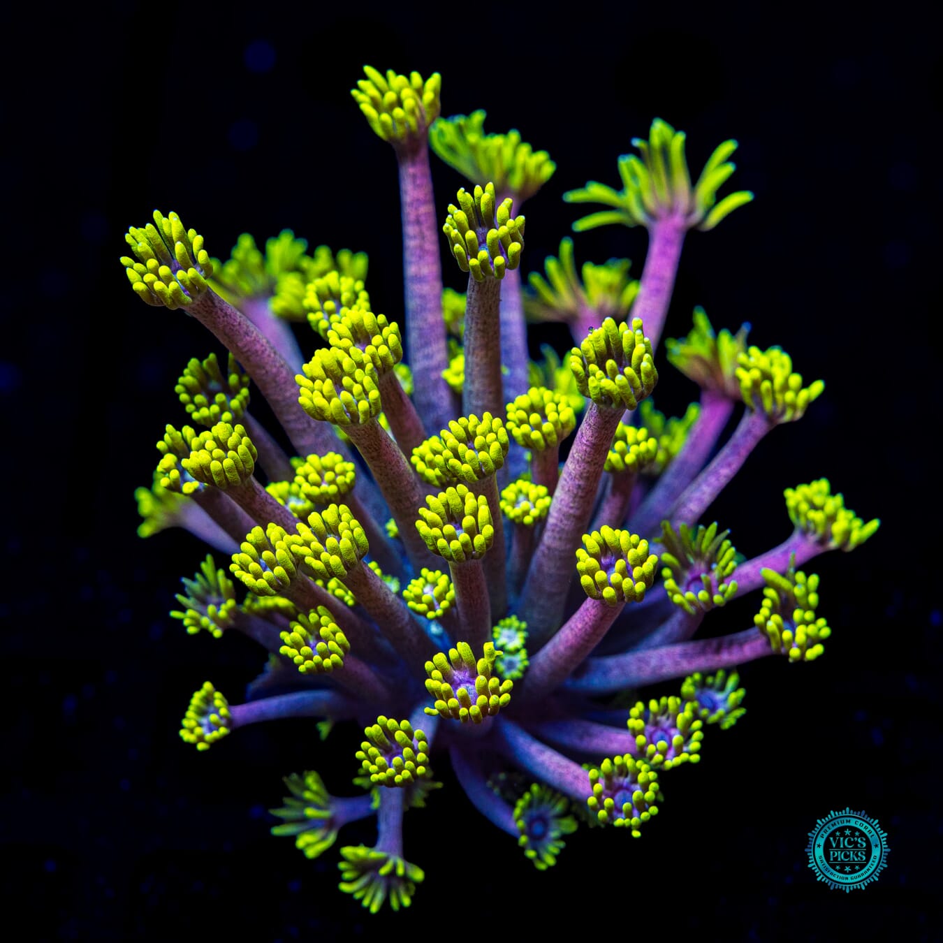 WWC Hail Hydra Goniopora - Actinic Photo