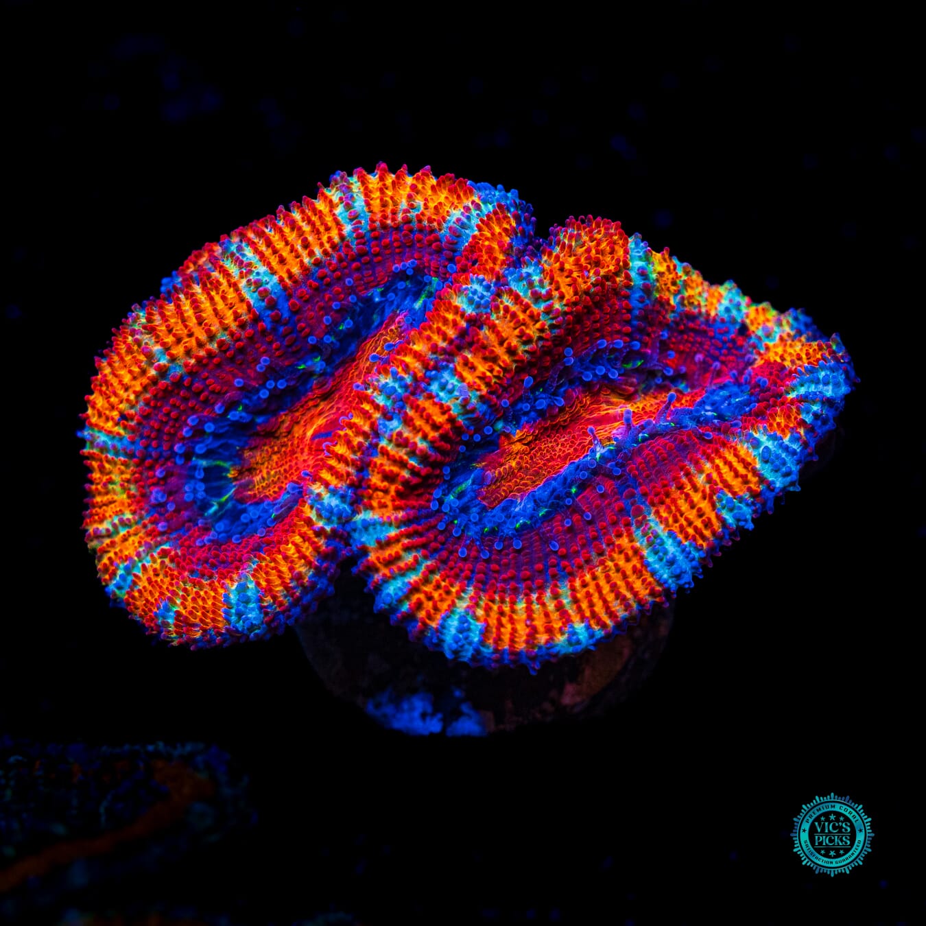 WWC Boinkerz Aussie Lord - Actinic Photo