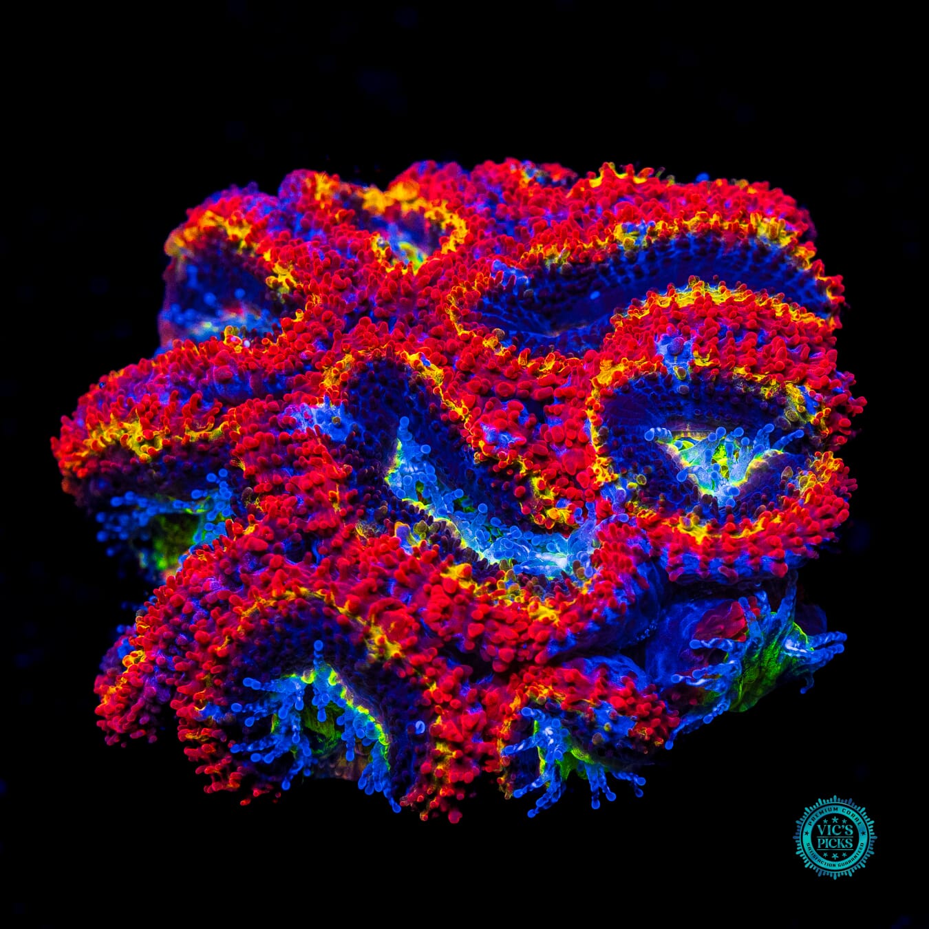 WWC Rainbow Blaster Aussie Lord - Actinic Photo