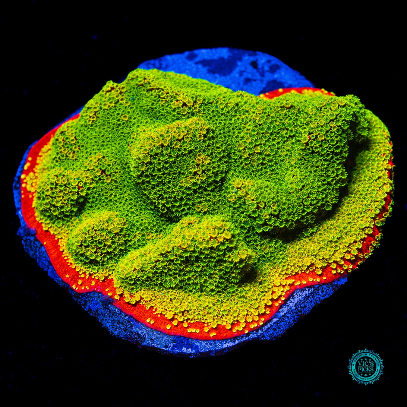 Tyree Sunset Montipora - Actinic Photo