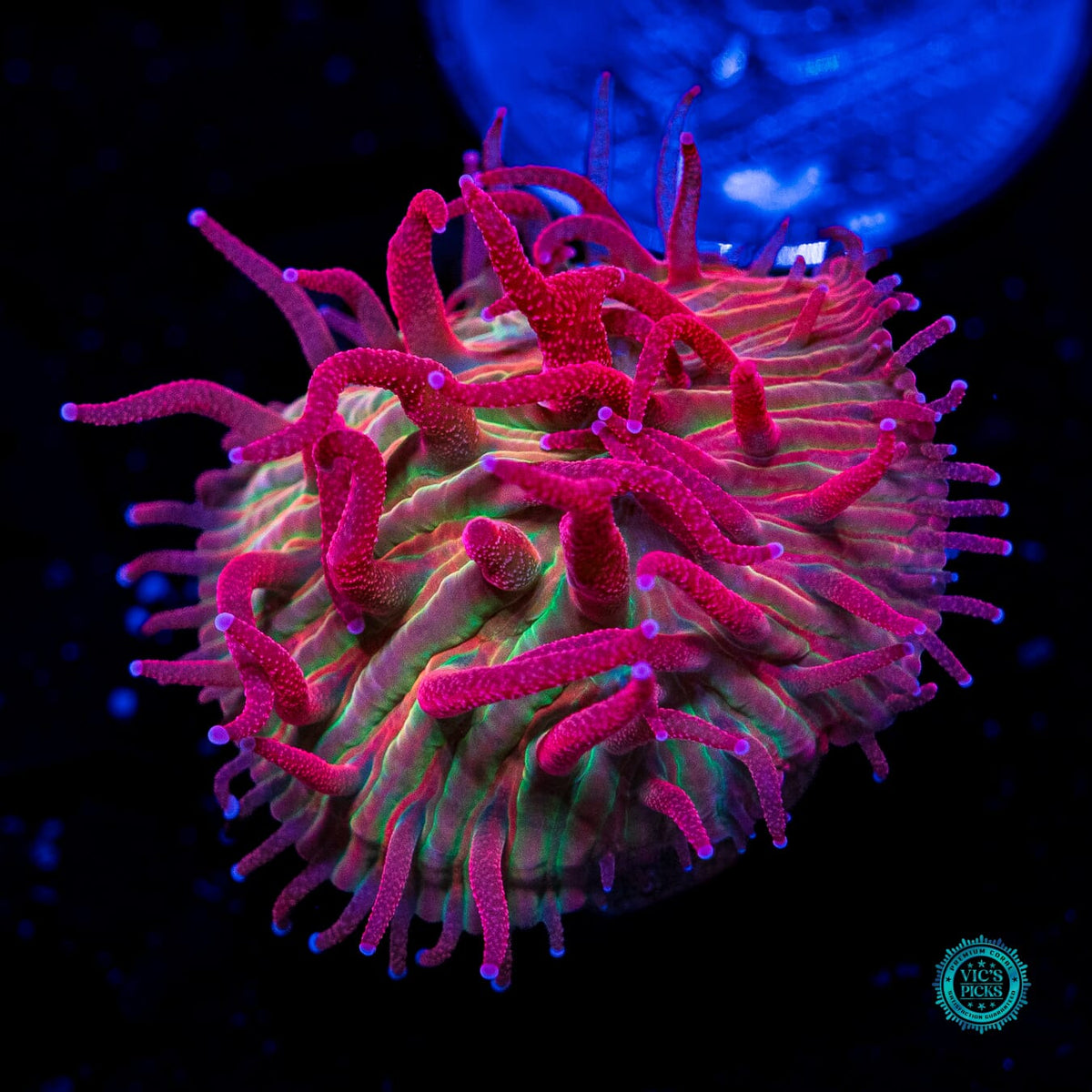 WWC Zombie Apocalypse Diaseris - Actinic Photo