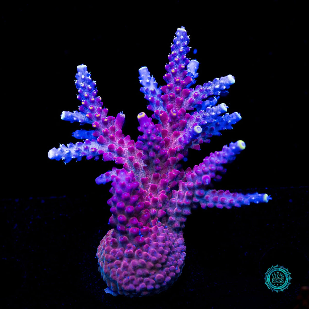 GWS Arcoiris Acropora - Actinic Photo