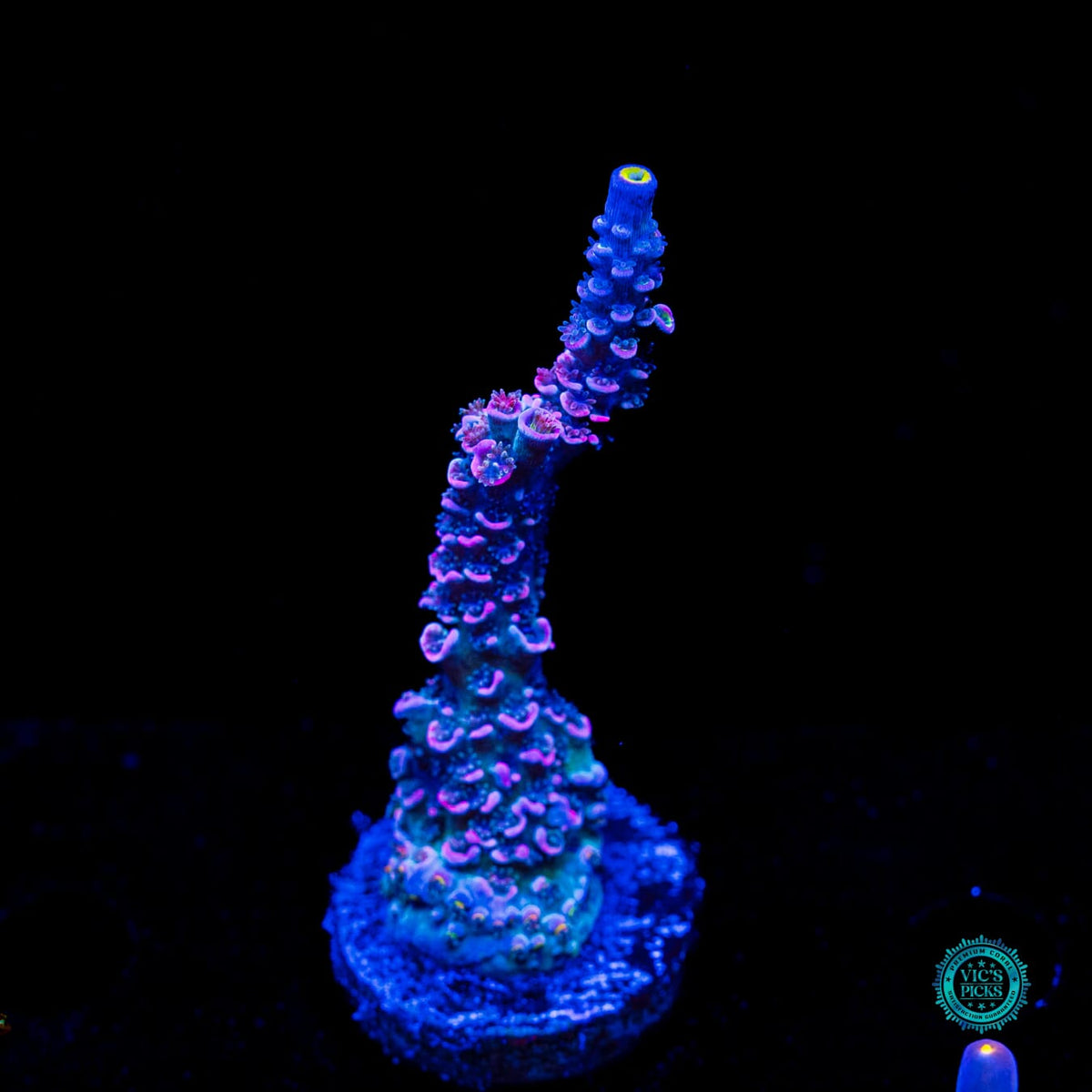 WWC Sabotage Tenuis Acropora - Actinic Photo