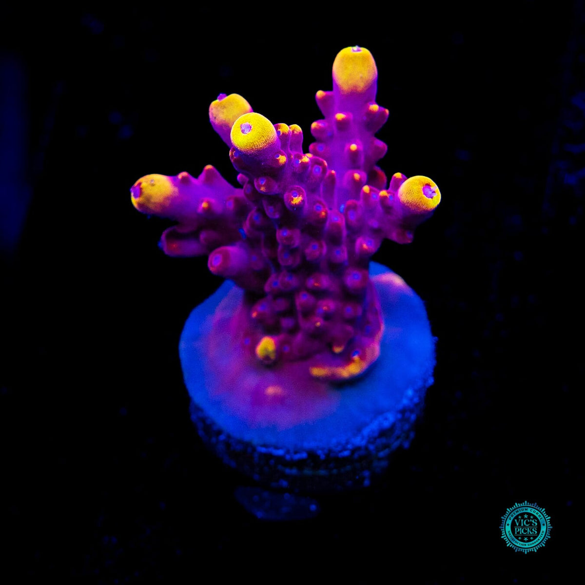Jason Fox Fox Flame Acropora - Actinic Photo