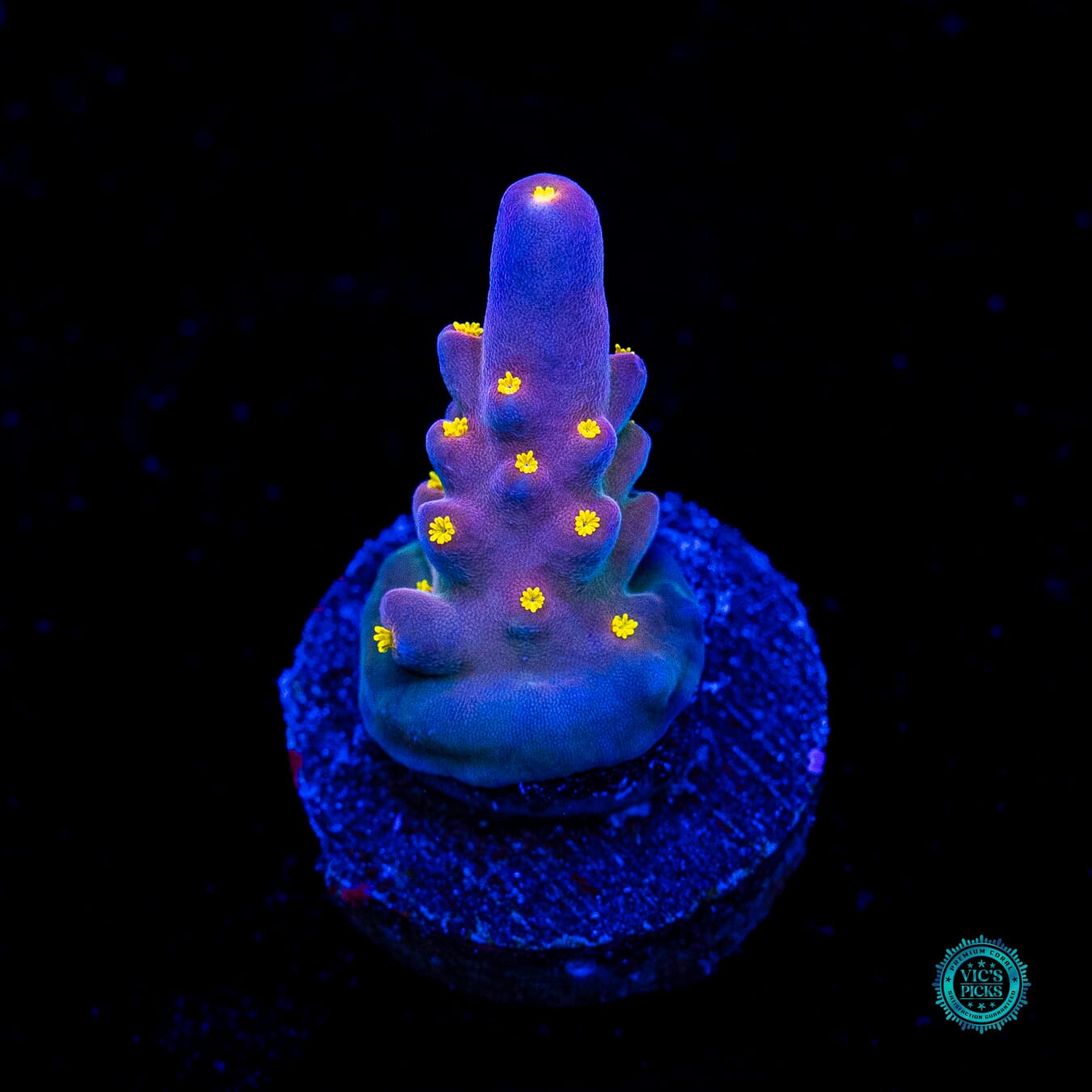 WWC California Cowboy Acropora - Actinic Photo
