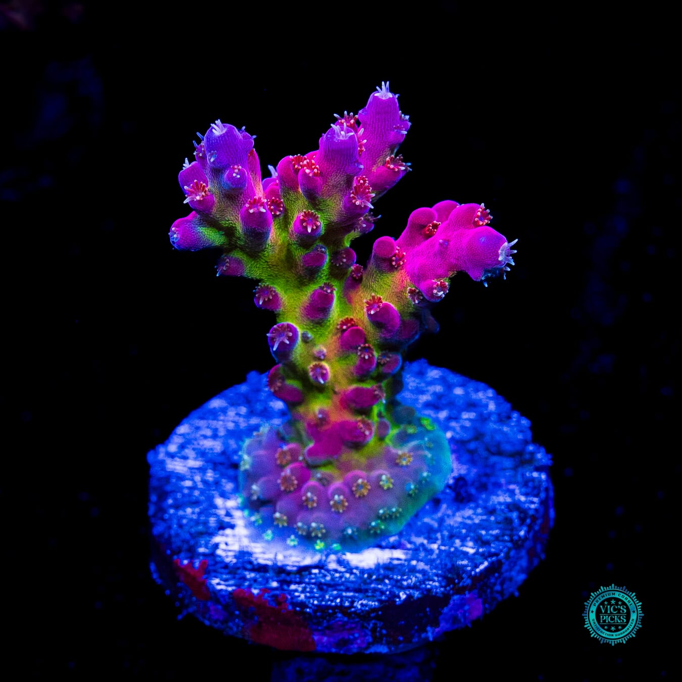 WWC Whiplash Acropora - Actinic Photo