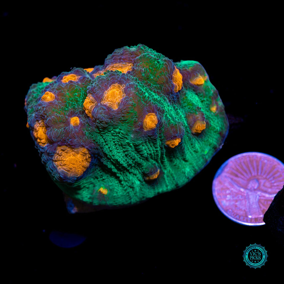 WWC Inner Orbit Mycedium Chalice - Daylight Photo