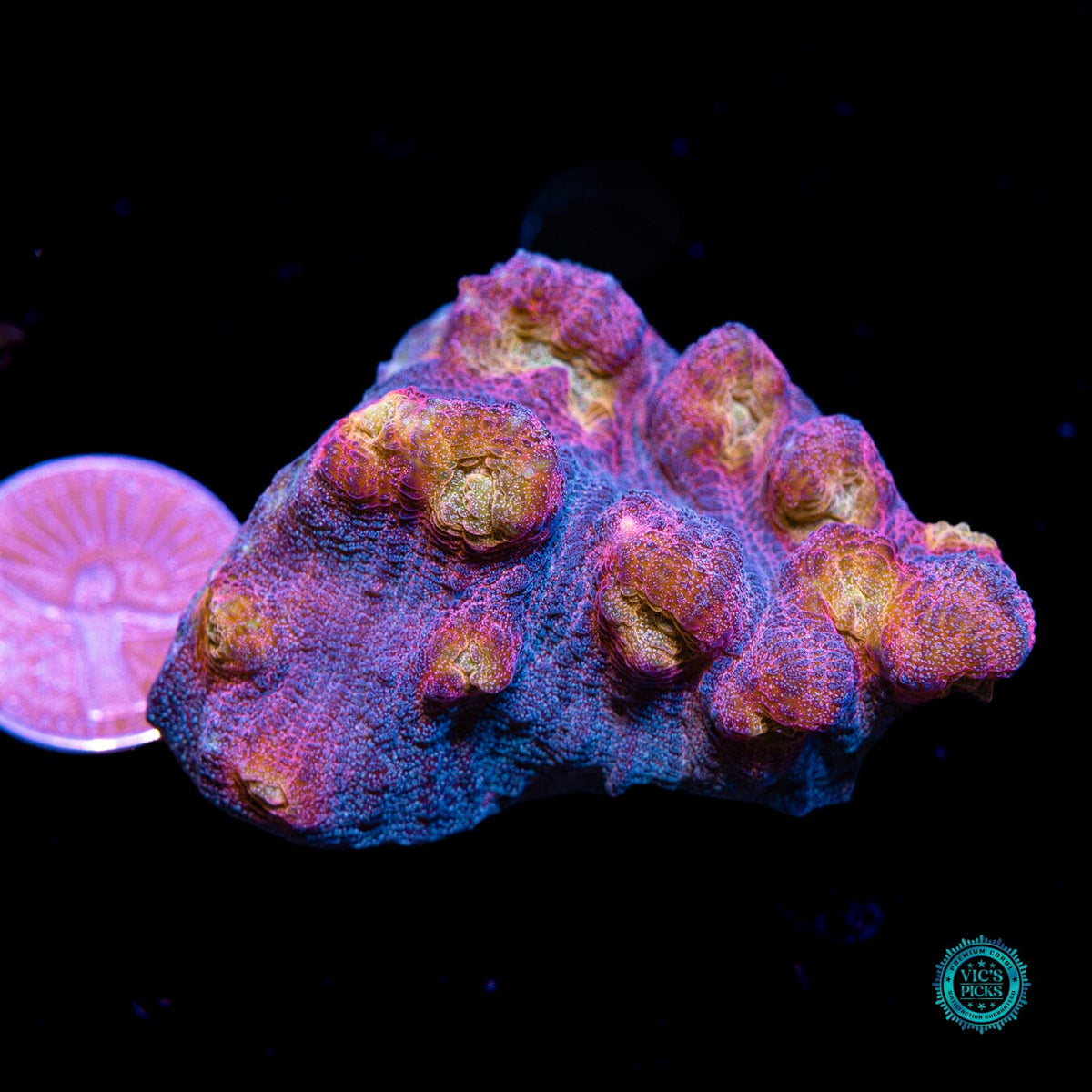 Treasure Chest Mycedium Chalice - Daylight Photo