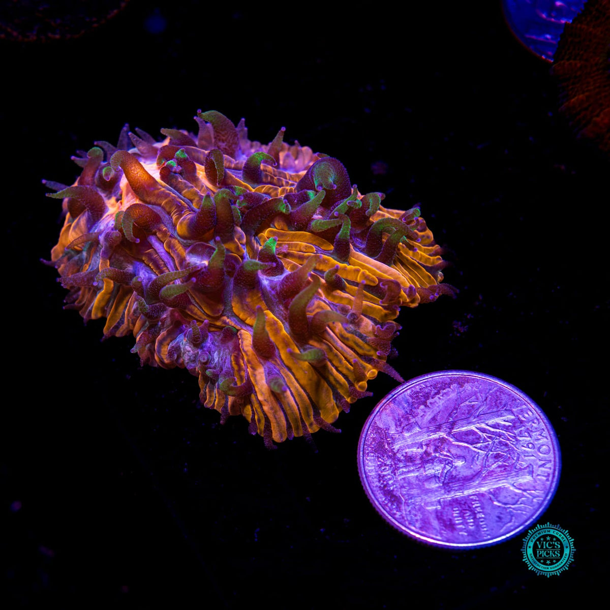 Celestial Storm Plate - Daylight Photo