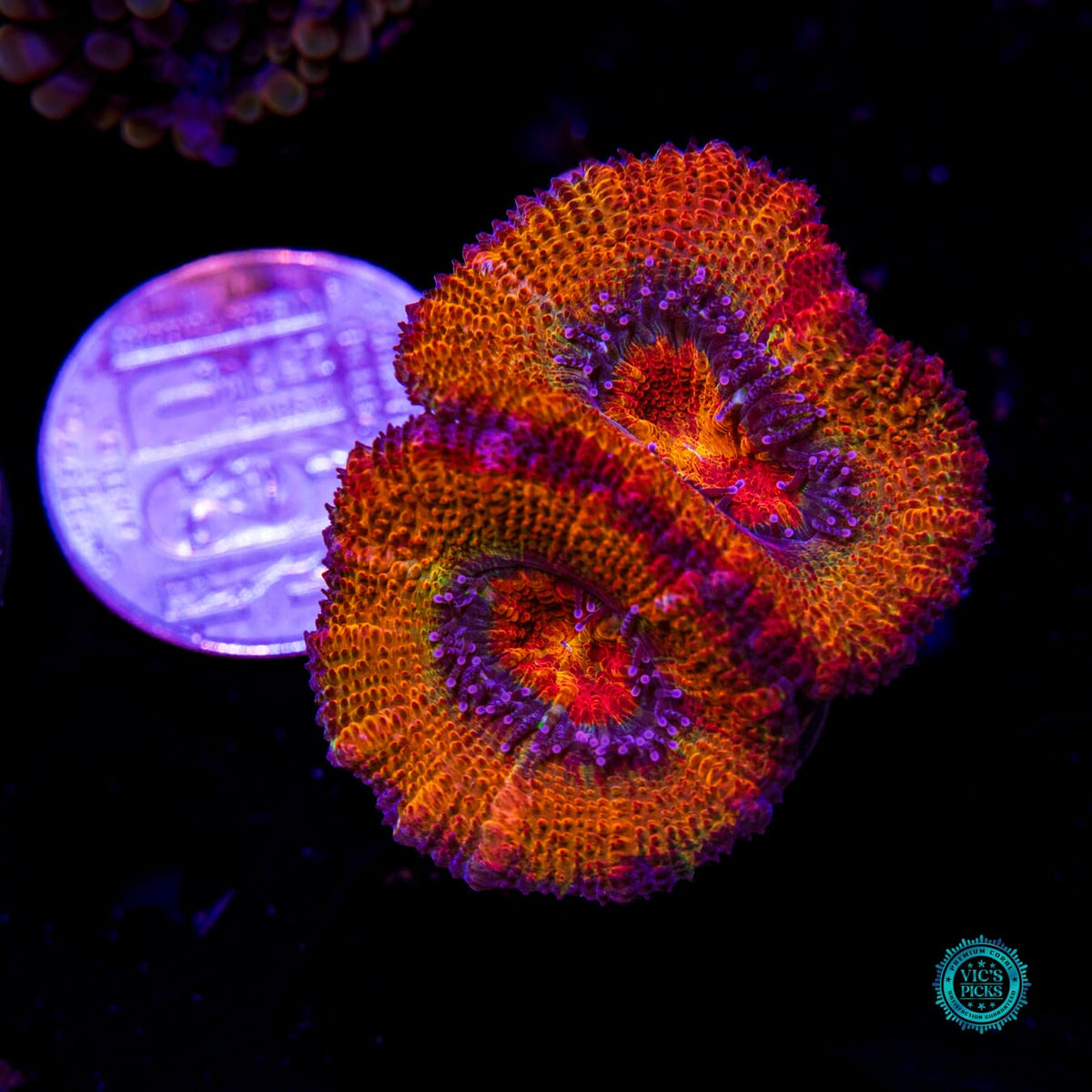 Tangerine Dream Aussie lord - Daylight Photo