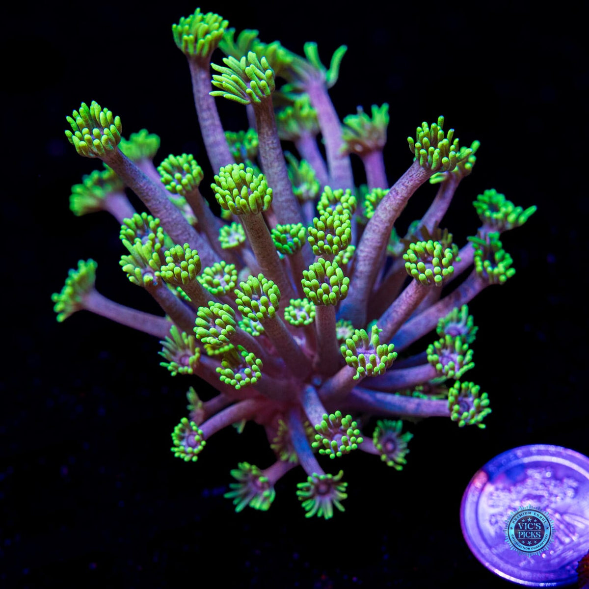 WWC Hail Hydra Goniopora - Daylight Photo