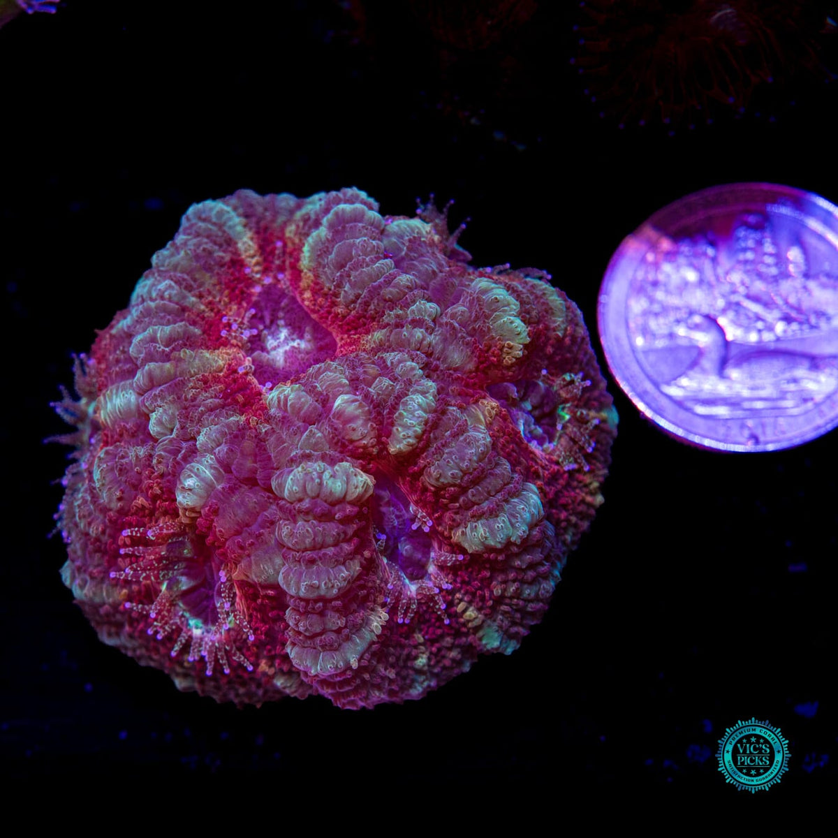 Mystic Berry Asian Lord - Daylight Photo