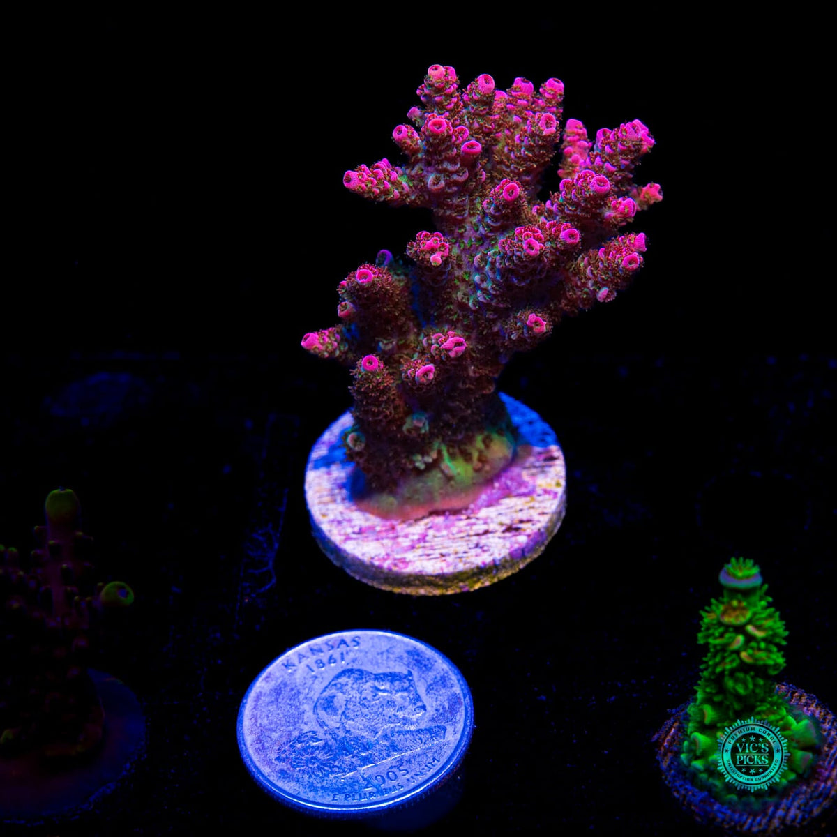 WWC Jello Shot Acropora - Daylight Photo