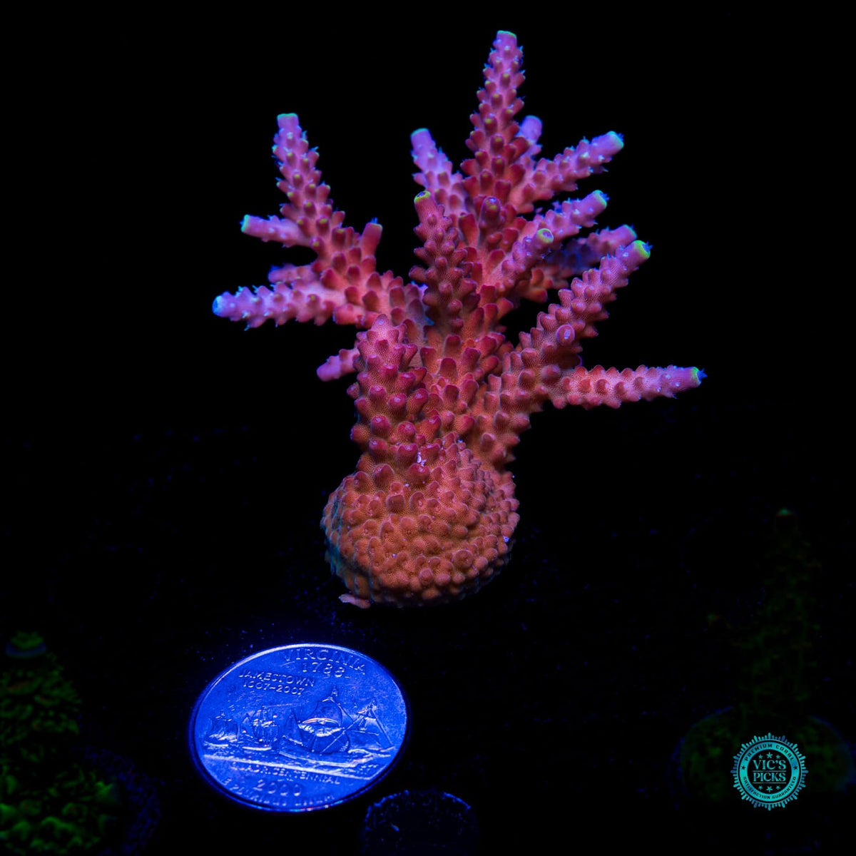 GWS Arcoiris Acropora - Daylight Photo