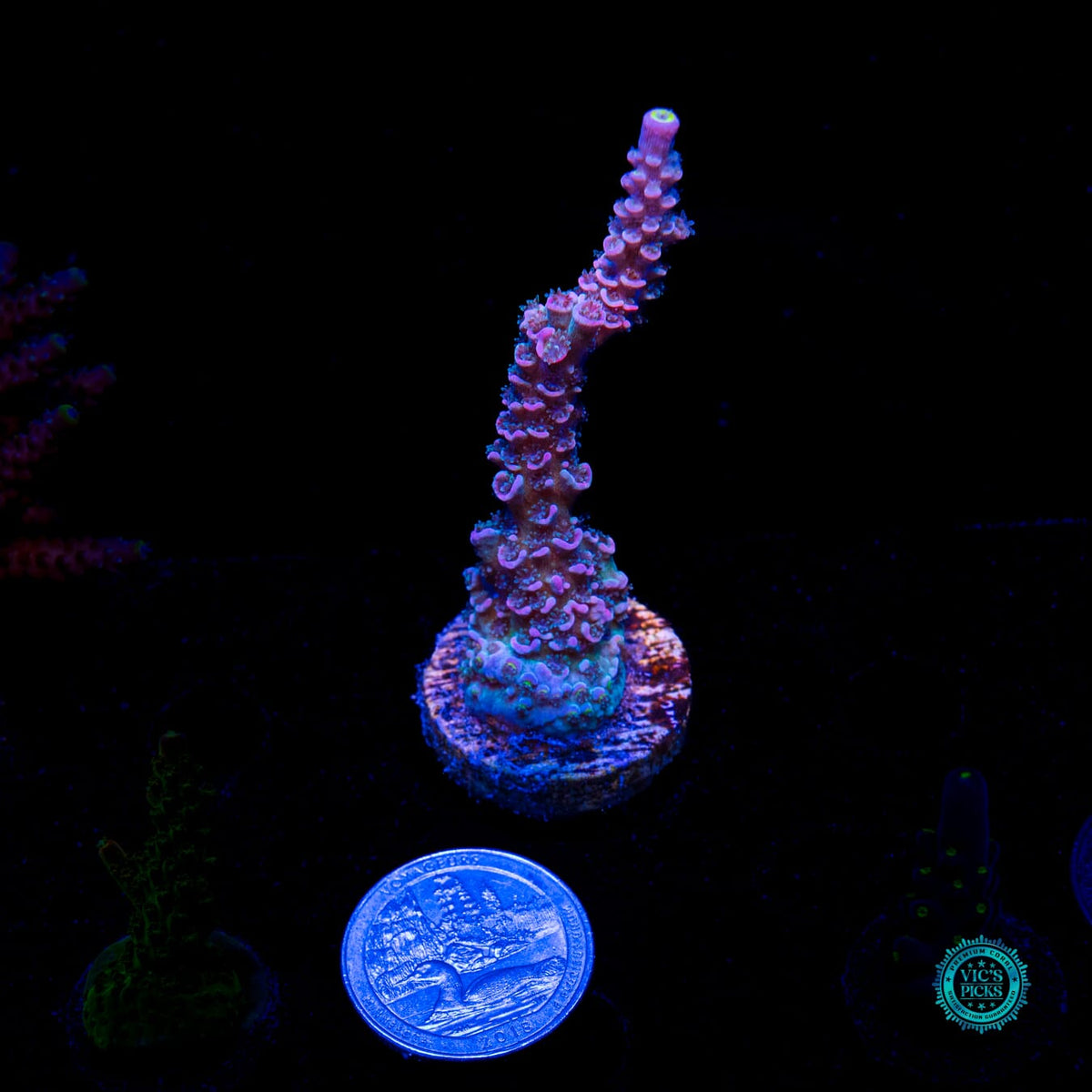 WWC Sabotage Tenuis Acropora - Daylight Photo