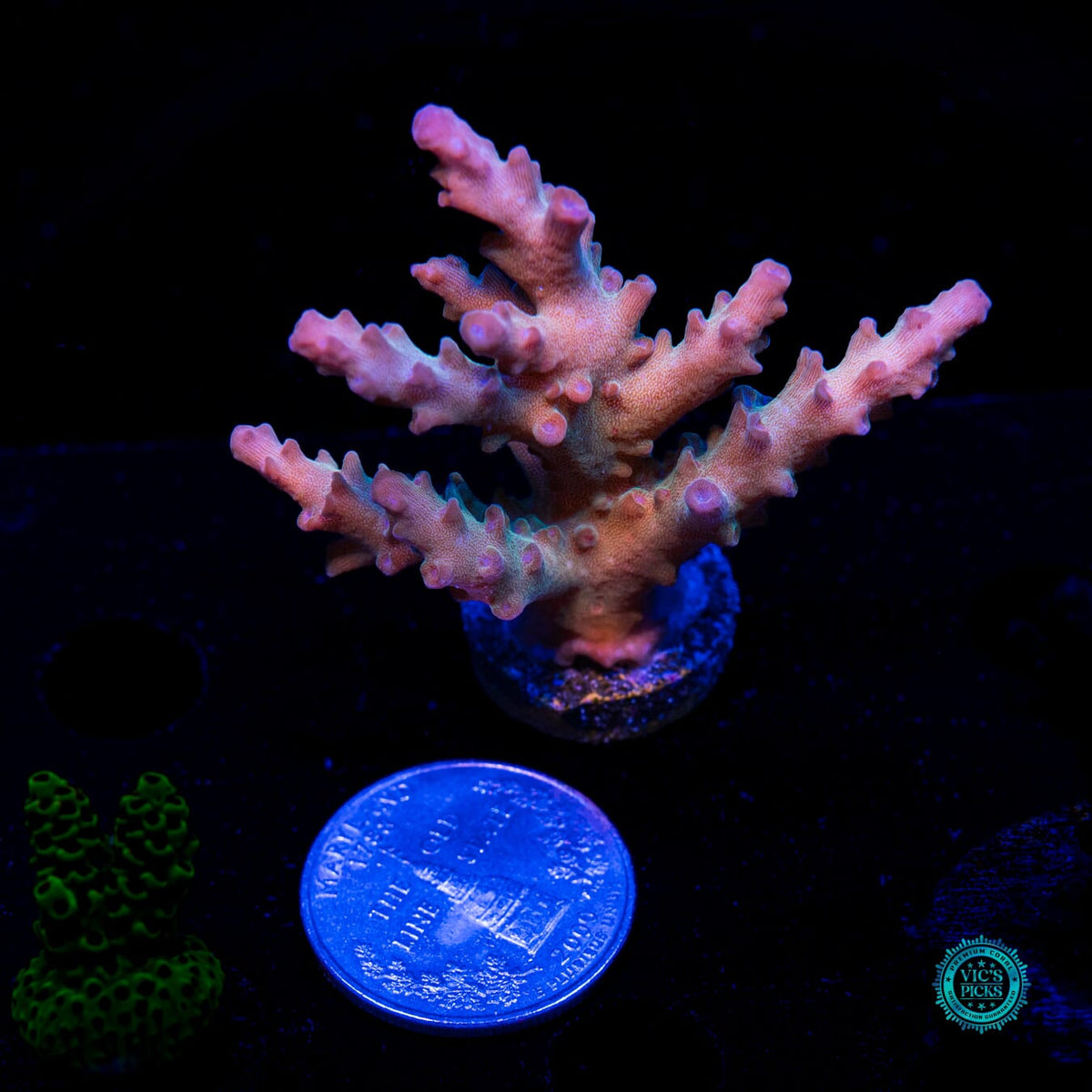WWC Joe Dirte Acropora - Daylight Photo