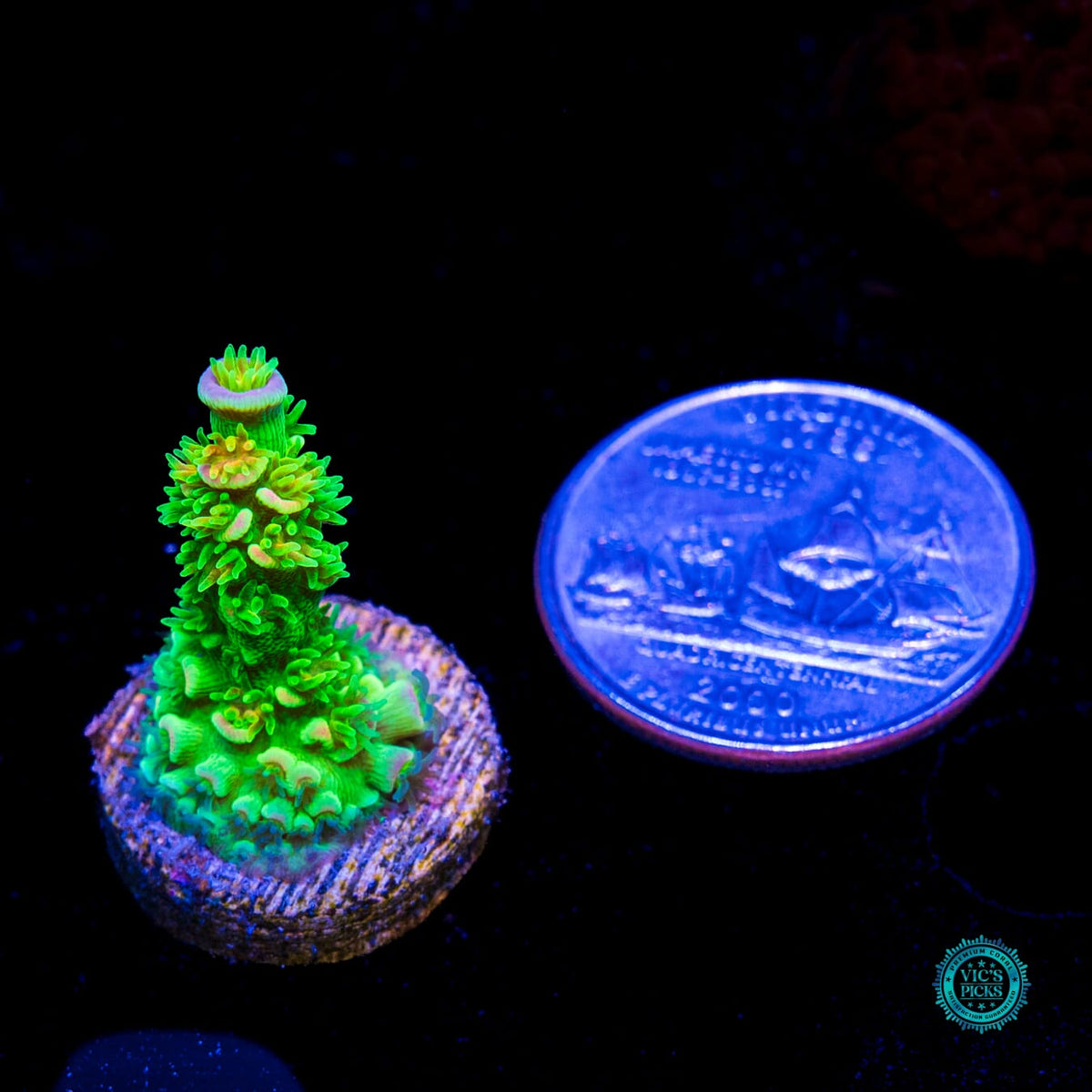 Jason Fox Homewrecker Tenuis Acropora - Daylight Photo