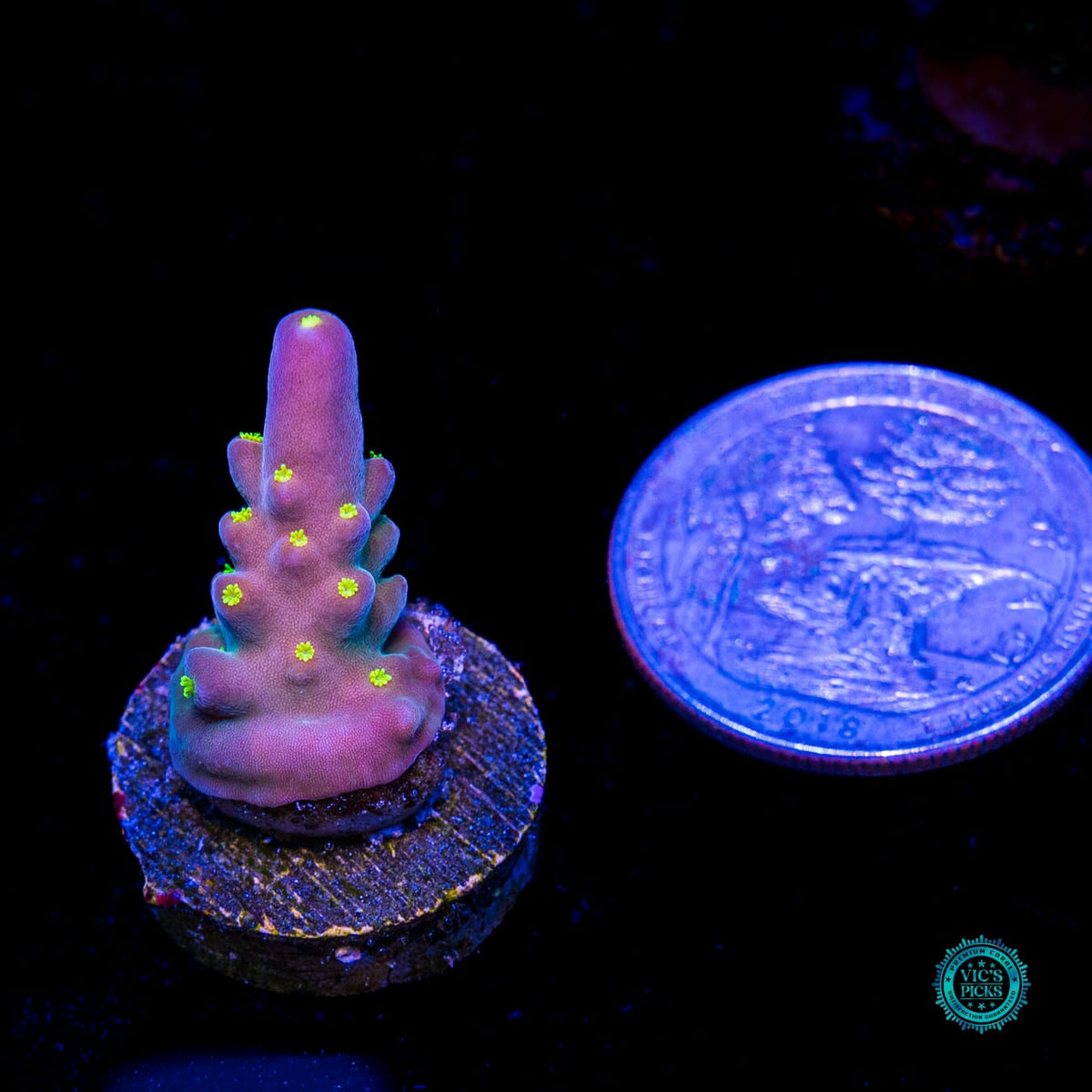 WWC California Cowboy Acropora - Daylight Photo