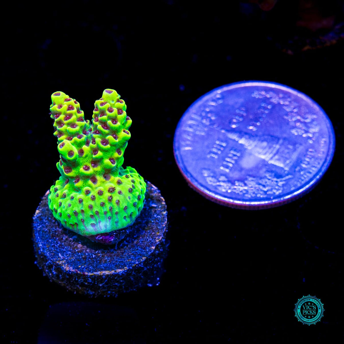 WWC Super Red Polyp Clathrata Acropora - Daylight Photo
