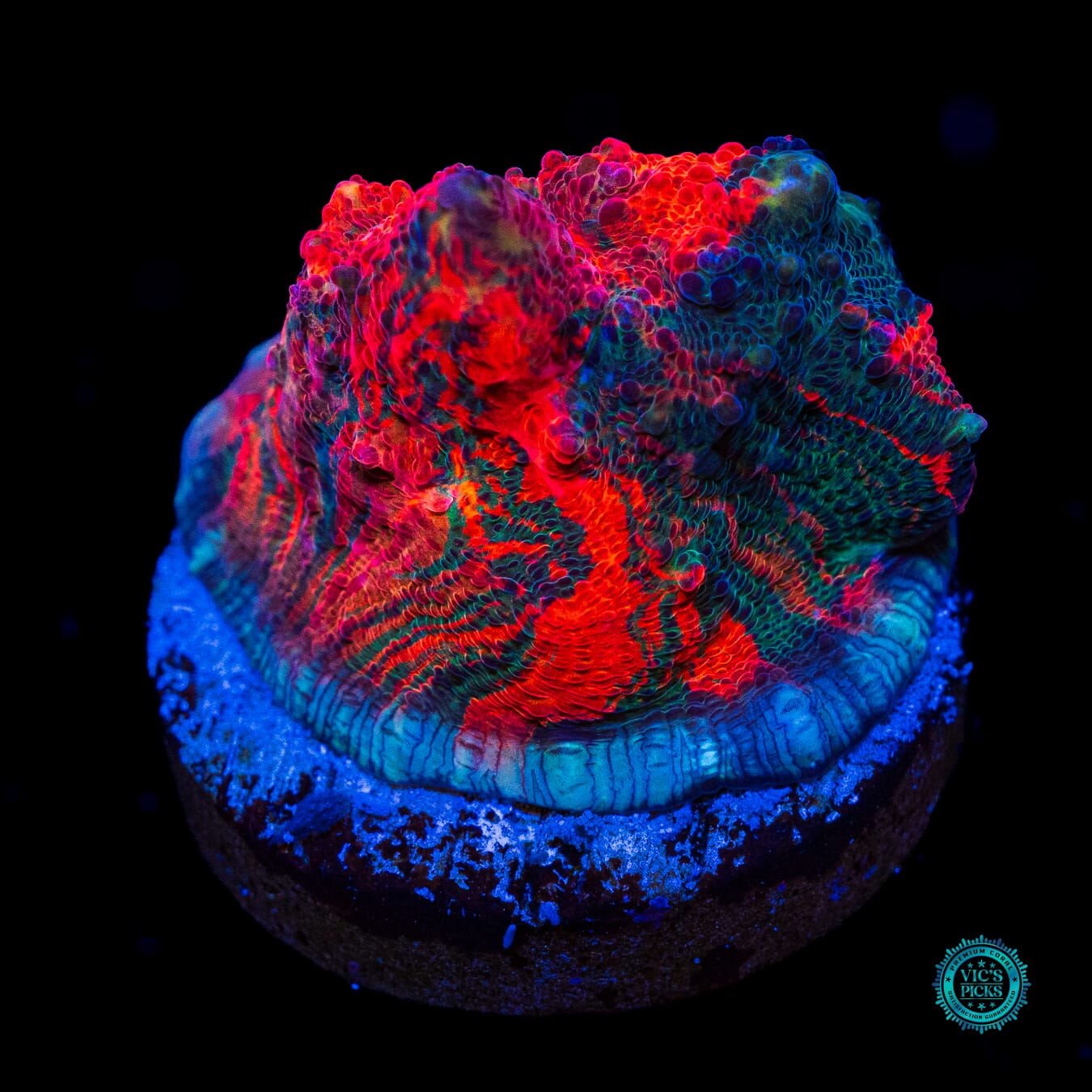 WWC Oil Spill Chalice - Actinic Photo