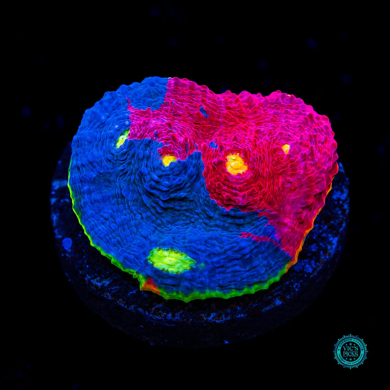 WWC Supa Fly Rainbow Chalice - Actinic Photo