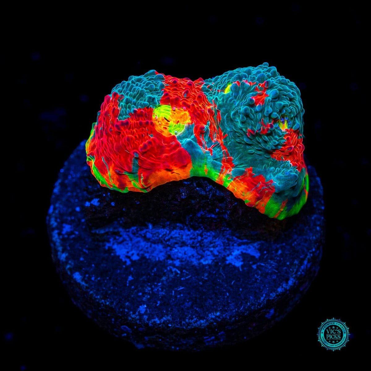 WWC Knockout Rainbow Chalice - Actinic Photo