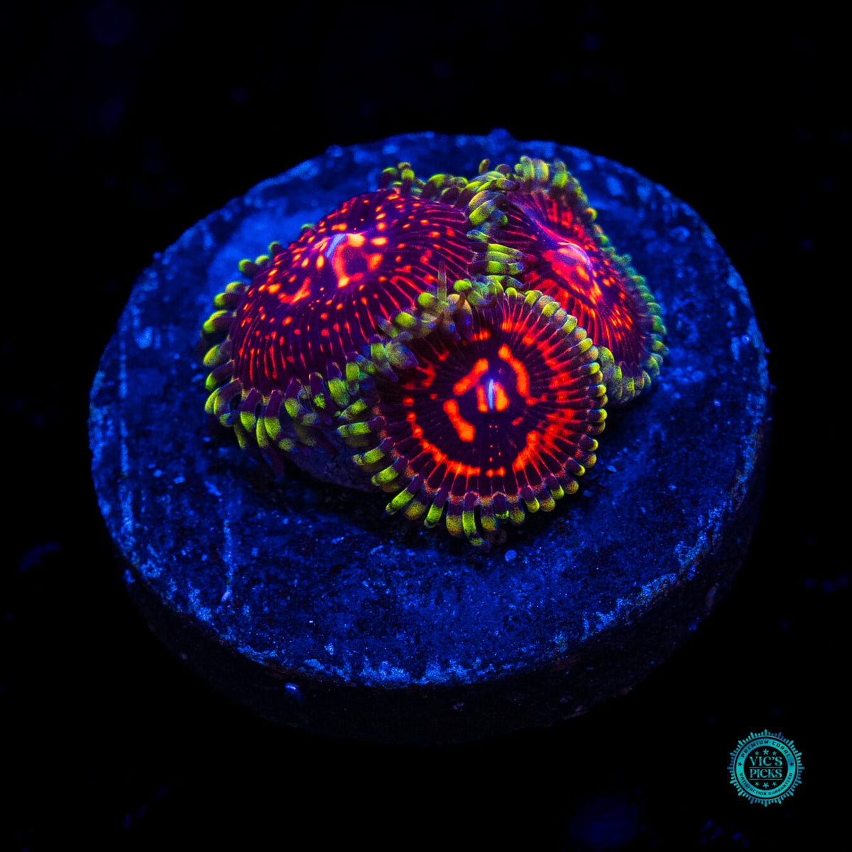 CC Flaming Brohican Zoanthids - Actinic Photo