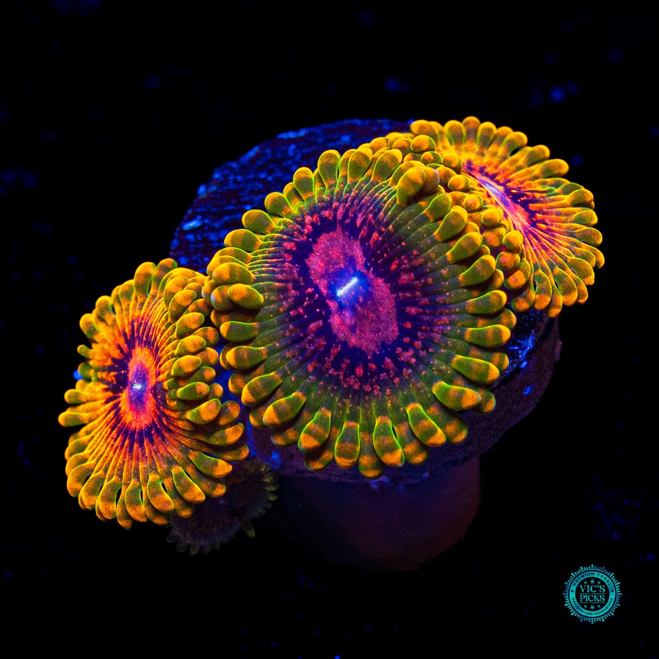 Grand Master Krakatoa Zoanthids - Actinic Photo