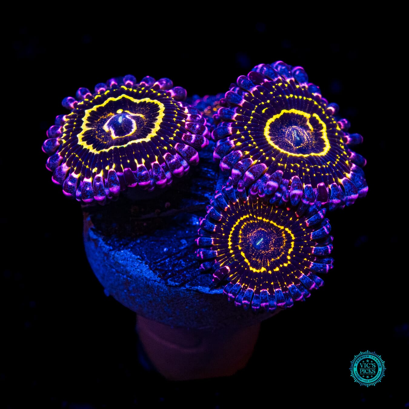 Stratosphere Zoanthids - Actinic Photo